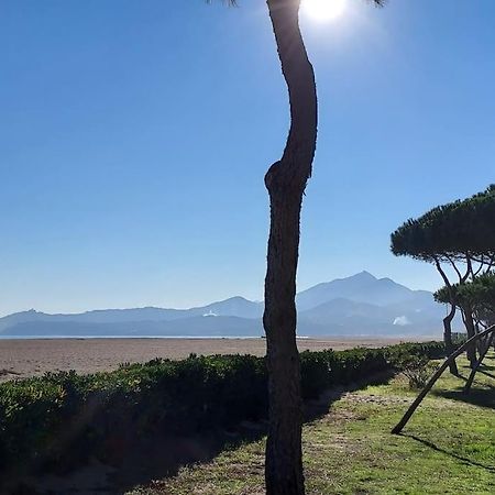 Appartement Renove Avec Balcon A 100 M De La Plage Argelès-sur-Mer Exteriör bild